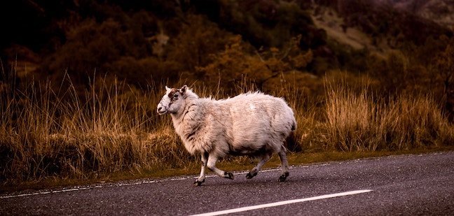 sheep walking on the road